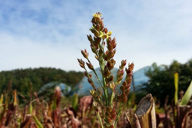 India–Africa Cooperation in Agriculture, Millets & Food Security