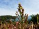 India–Africa Cooperation in Agriculture, Millets & Food Security – Updated
