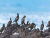 Namibia to Join Global Treaty on Seabird Protection as Fishing Bycatch Plummets