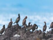 Namibia to Join Global Treaty on Seabird Protection as Fishing Bycatch Plummets