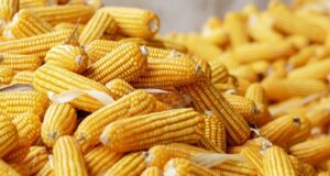 Namibia’s Flagship Green Scheme Eyes 3,700-Tonne Maize Harvest to Buffer Climate Shocks