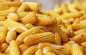 Namibia’s Flagship Green Scheme Eyes 3,700-Tonne Maize Harvest to Buffer Climate Shocks