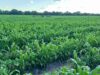 Nearly Half of Namibia’s Agriculture Graduates Can’t Find Work – Updates