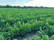 Nearly Half of Namibia’s Agriculture Graduates Can’t Find Work – Updates