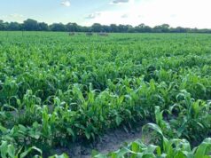 Nearly Half of Namibia’s Agriculture Graduates Can’t Find Work – Updates