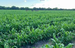 Nearly Half of Namibia’s Agriculture Graduates Can’t Find Work – Updates