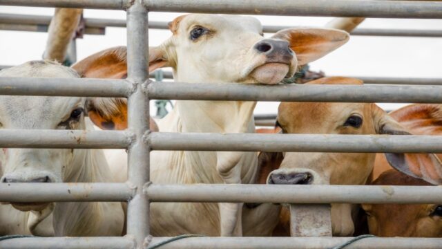 Southern African Farmers Eye Regenerative Grazing to Protect Land, Livestock Revenues