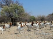 Boer Goat Trade Faces a Costly Border Squeeze