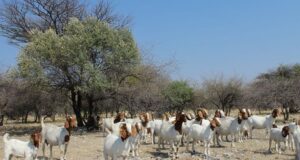 Boer Goat Trade Faces a Costly Border Squeeze