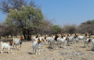 Boer Goat Trade Faces a Costly Border Squeeze