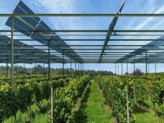 Farmers Turn to Solar as Energy Costs Squeeze Margins