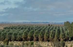 Naute Date Farm Attracts New Investor