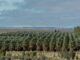 Naute Date Farm Attracts New Investor