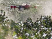 African Exporters Face New EU Pesticide Compliance Risk