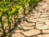 Drought Risk Becomes Namibia’s Economic Imperative