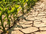 Drought Risk Becomes Namibia’s Economic Imperative
