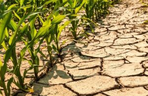 Drought Risk Becomes Namibia’s Economic Imperative