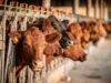 Empty Showrings and Anxious Farmers: Foot-and-Mouth Outbreak Shakes Namibia’s Agricultural Heartland