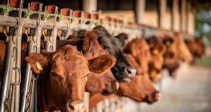 Empty Showrings and Anxious Farmers: Foot-and-Mouth Outbreak Shakes Namibia’s Agricultural Heartland
