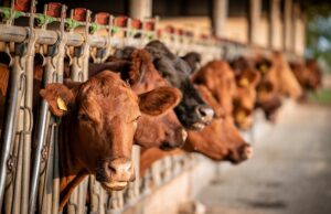 Empty Showrings and Anxious Farmers: Foot-and-Mouth Outbreak Shakes Namibia’s Agricultural Heartland