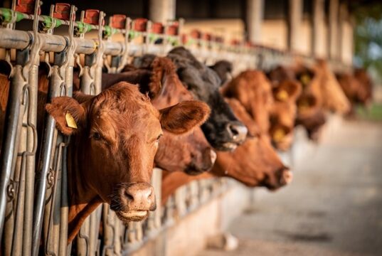Empty Showrings and Anxious Farmers: Foot-and-Mouth Outbreak Shakes Namibia’s Agricultural Heartland