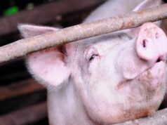 Feed Efficiency Emerges as Key to Namibia’s Pig Farming Margins