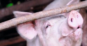 Feed Efficiency Emerges as Key to Namibia’s Pig Farming Margins
