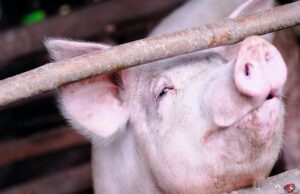 Feed Efficiency Emerges as Key to Namibia’s Pig Farming Margins