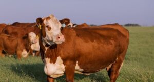 Inside Namibia’s Next Agricultural Frontier