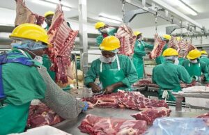 Meatco Reclaims Commercial Ground as Revenue Rises