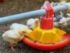 Turn Africa’s Poultry Feed Crisis into a Youth Agribusiness Opportunity