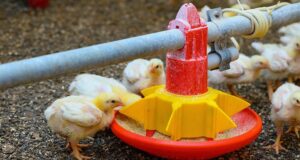 Turn Africa’s Poultry Feed Crisis into a Youth Agribusiness Opportunity