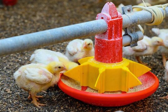Turn Africa’s Poultry Feed Crisis into a Youth Agribusiness Opportunity