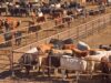 Cross-Border Alignment Critical to Defeating Foot-and-Mouth Disease, Says Agriculture Minister