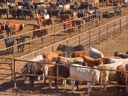 Cross-Border Alignment Critical to Defeating Foot-and-Mouth Disease, Says Agriculture Minister