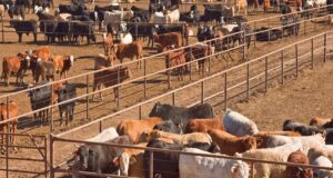 Cross-Border Alignment Critical to Defeating Foot-and-Mouth Disease, Says Agriculture Minister