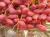 EU Remains Core Market for Namibian High-Value Fruit Exports