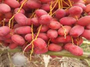 EU Remains Core Market for Namibian High-Value Fruit Exports