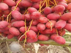 EU Remains Core Market for Namibian High-Value Fruit Exports