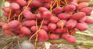 EU Remains Core Market for Namibian High-Value Fruit Exports