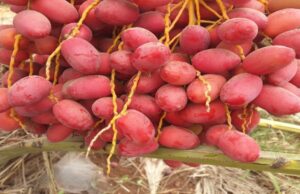 EU Remains Core Market for Namibian High-Value Fruit Exports
