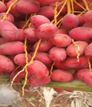 EU Remains Core Market for Namibian High-Value Fruit Exports
