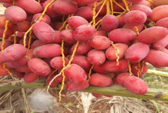 EU Remains Core Market for Namibian High-Value Fruit Exports