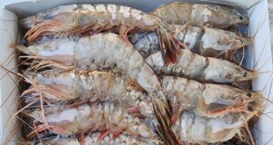 High Tides and Higher Returns: Inside Namibia’s Booming Seafood Export Sector