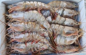 High Tides and Higher Returns: Inside Namibia’s Booming Seafood Export Sector