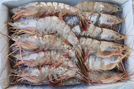 High Tides and Higher Returns: Inside Namibia’s Booming Seafood Export Sector