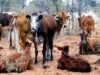 Namibia Courts American Bloodlines to Keep Its Herds Strong