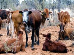 Namibia Courts American Bloodlines to Keep Its Herds Strong