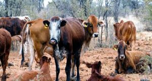 Namibia Courts American Bloodlines to Keep Its Herds Strong
