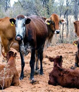 Namibia Courts American Bloodlines to Keep Its Herds Strong